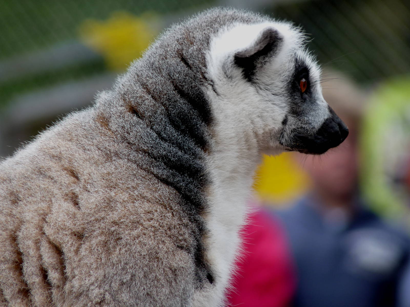 Ring tailed lemur, feeding time