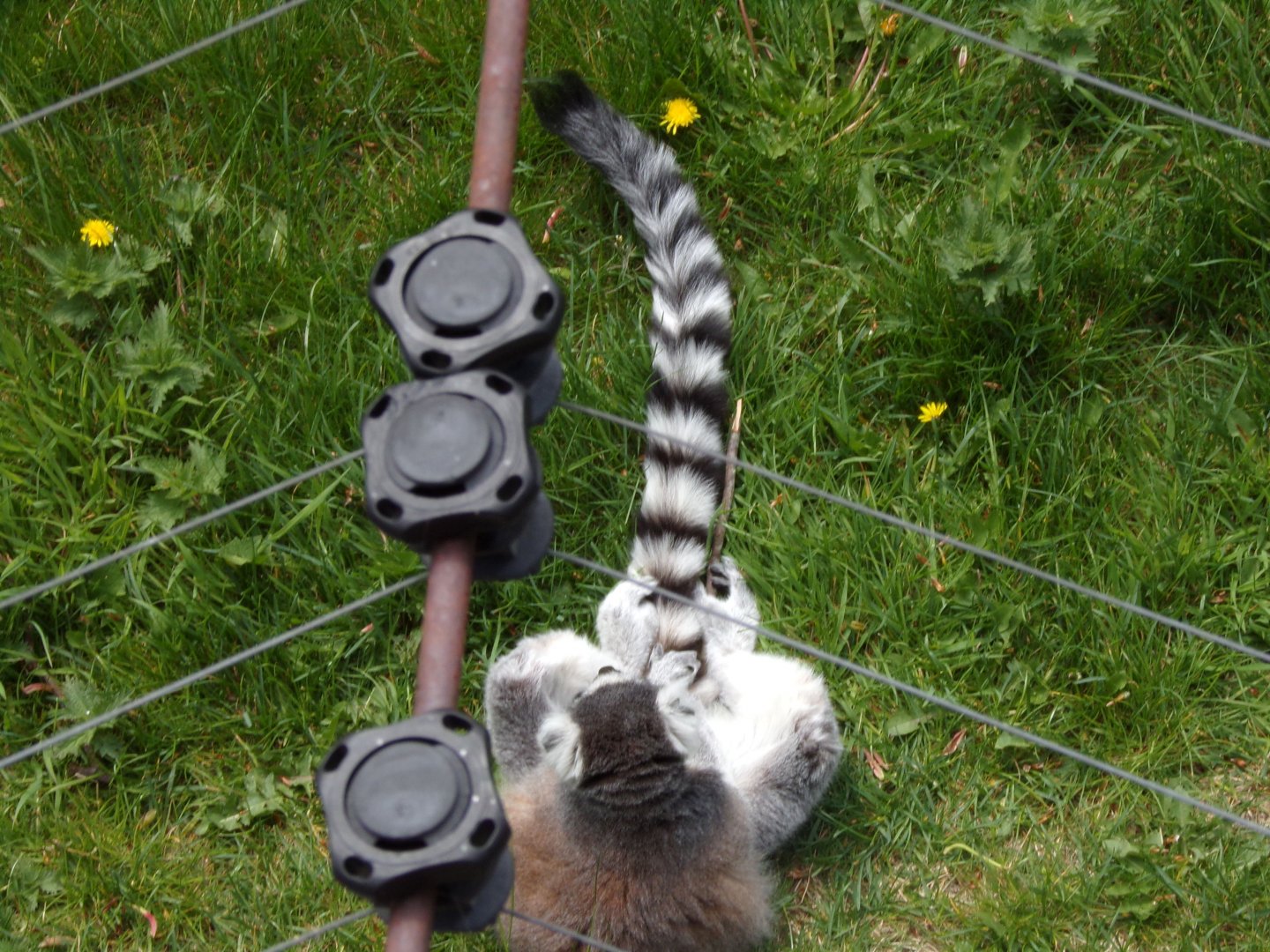 Ring-tailed lemur from above 20.4.25