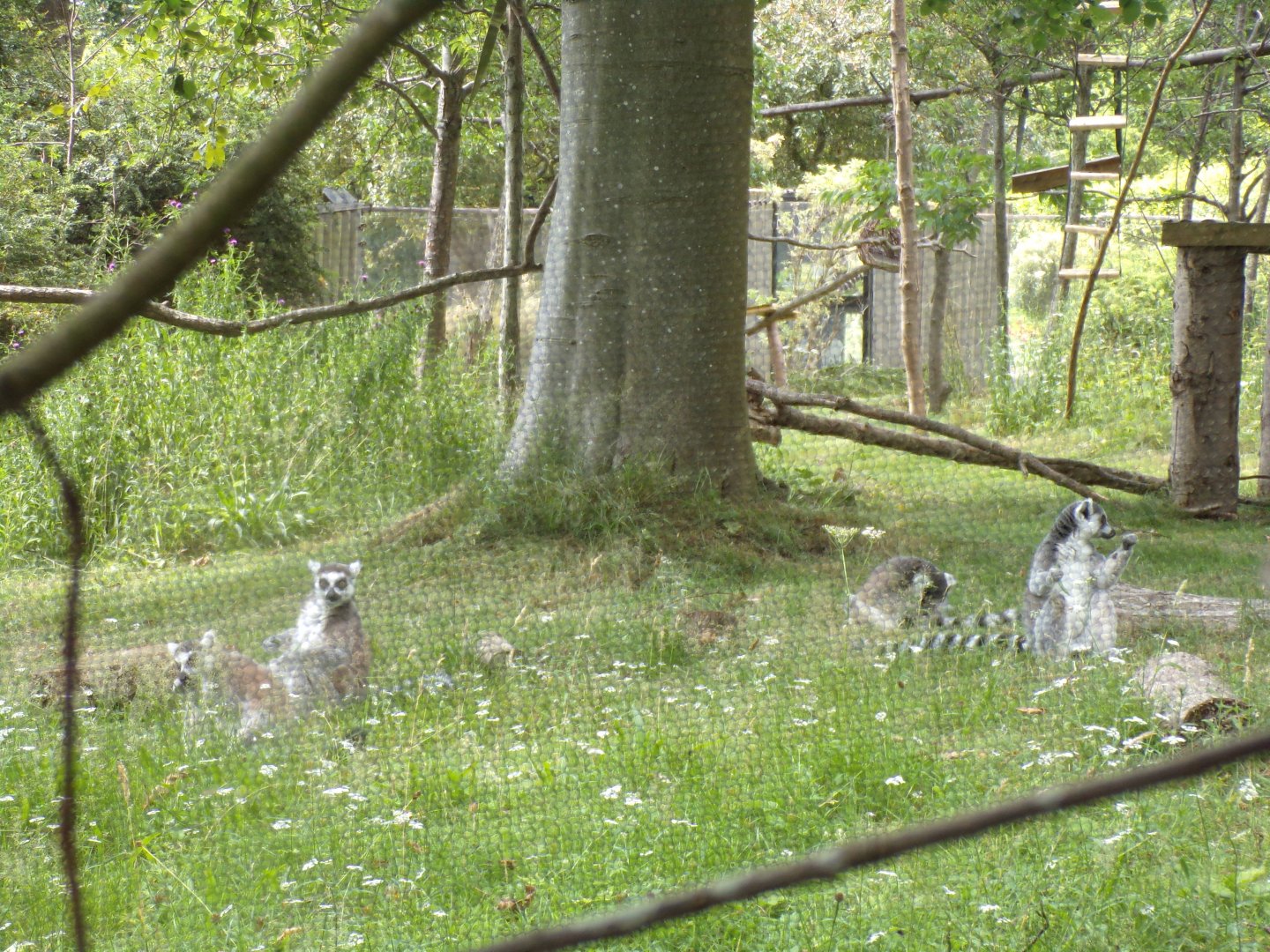 Ring-tailed lemur group 18.7.25