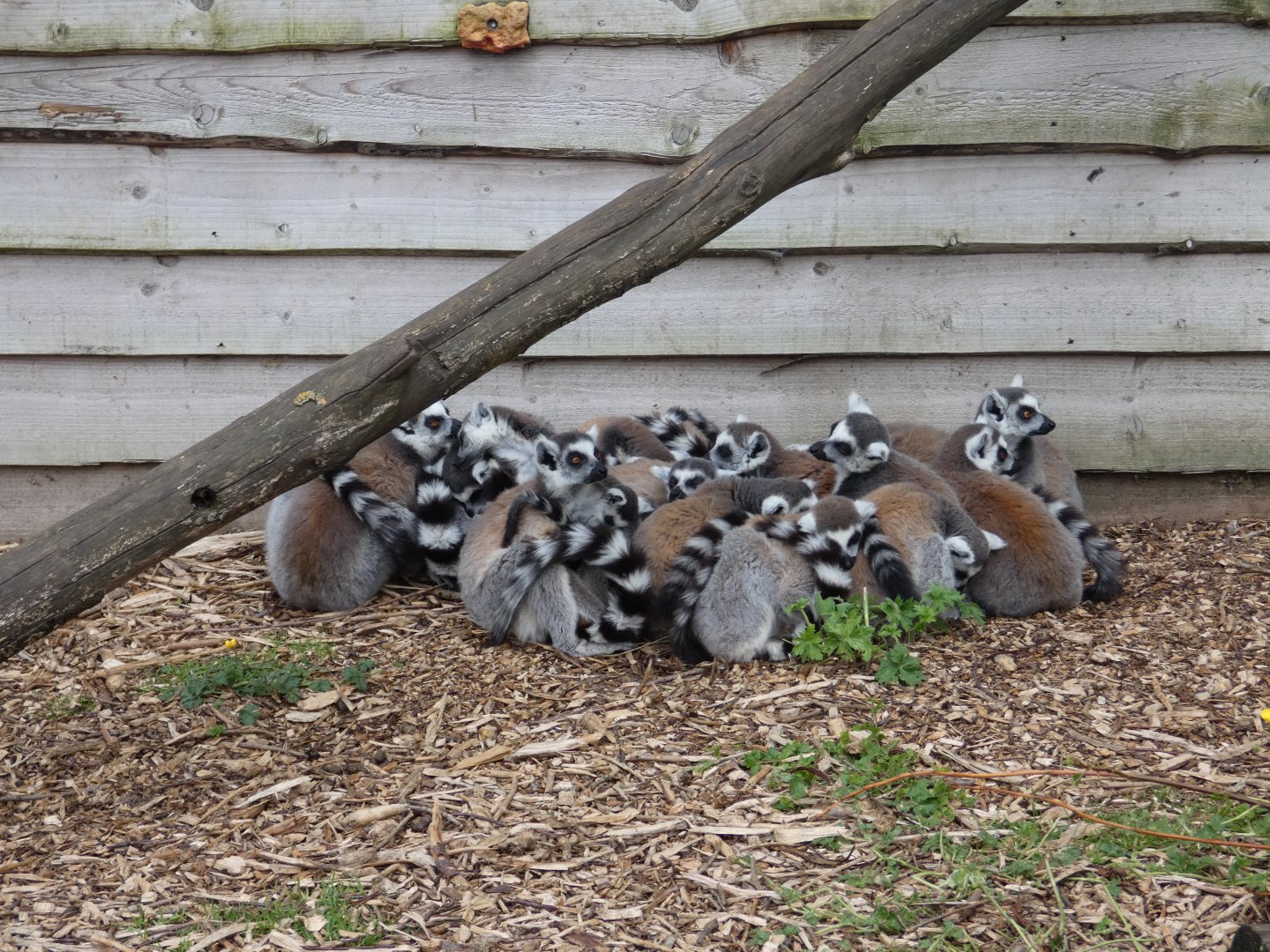 Ring-tailed lemur group