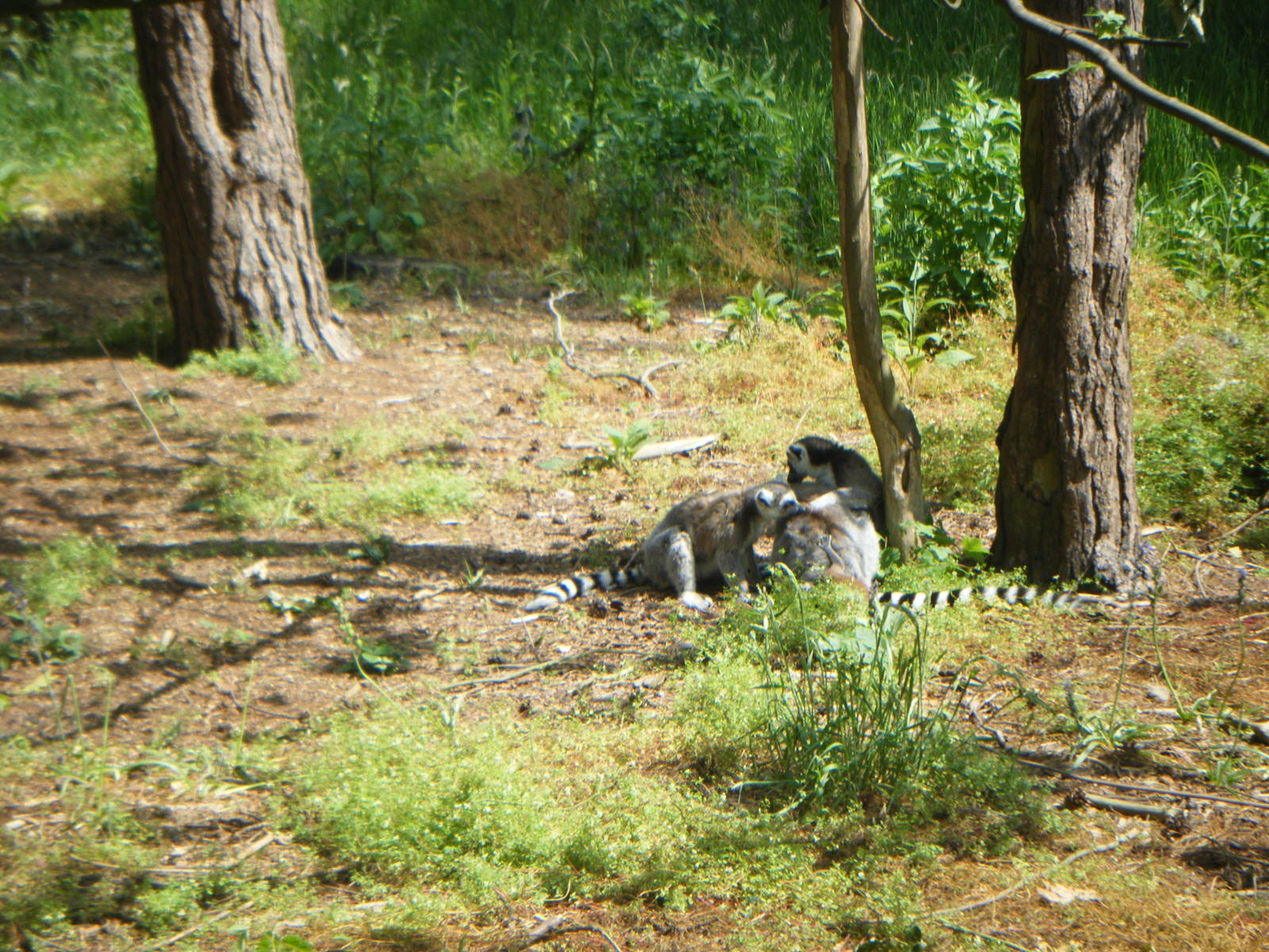 Ring-tailed Lemur group