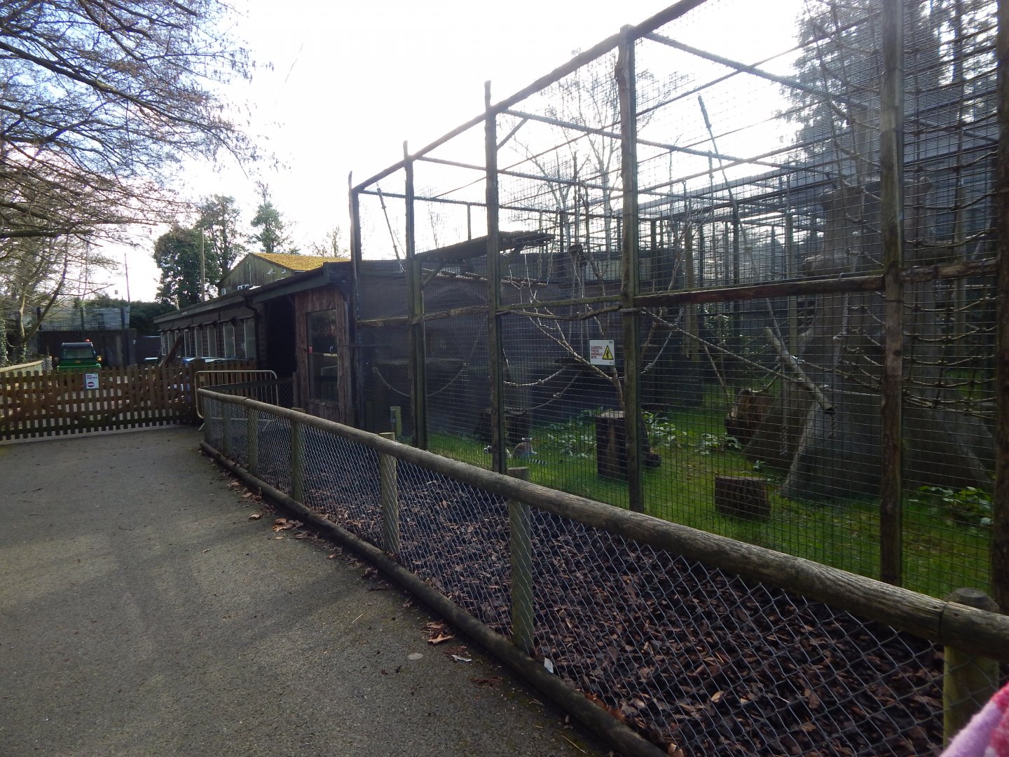 Ring-tailed lemur habitat 040324