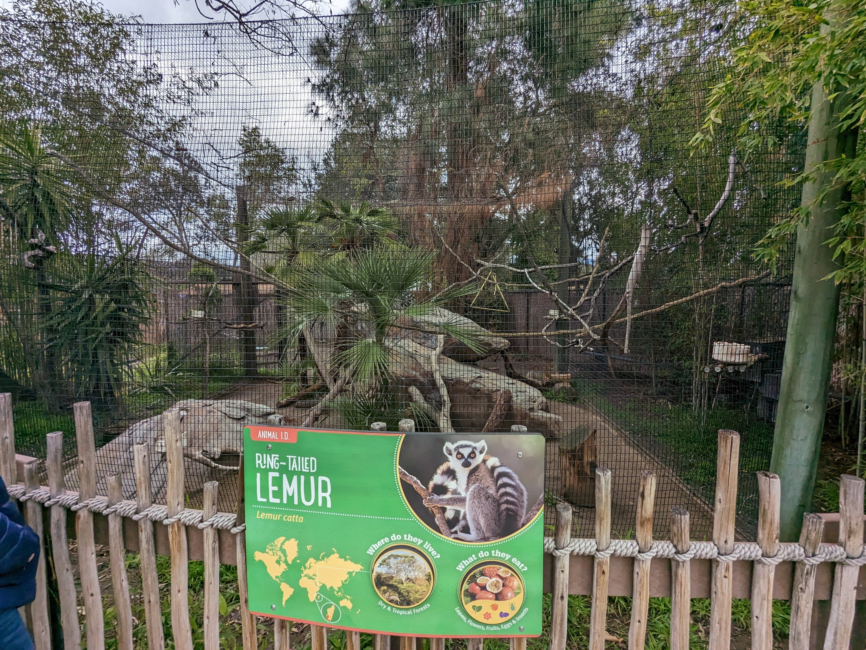Ring-tailed lemur habitat