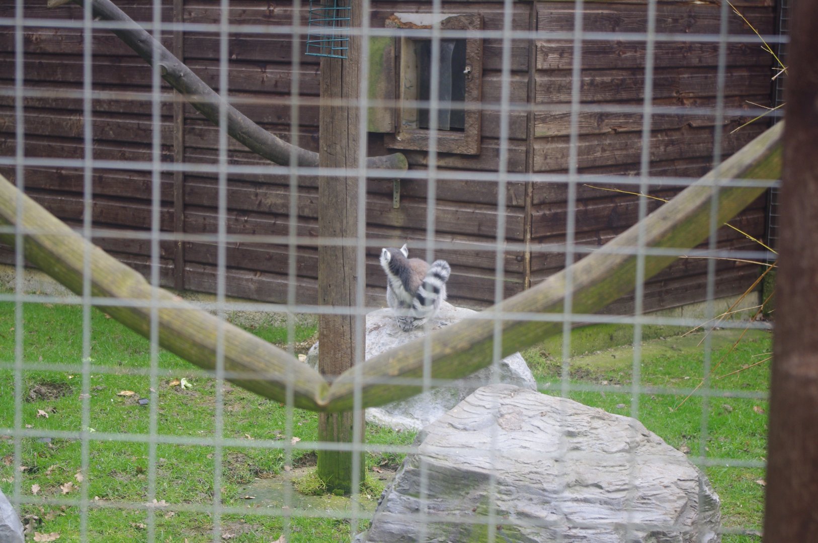 Ring-Tailed Lemur- Hamerton Zoo Park 6/3/2022