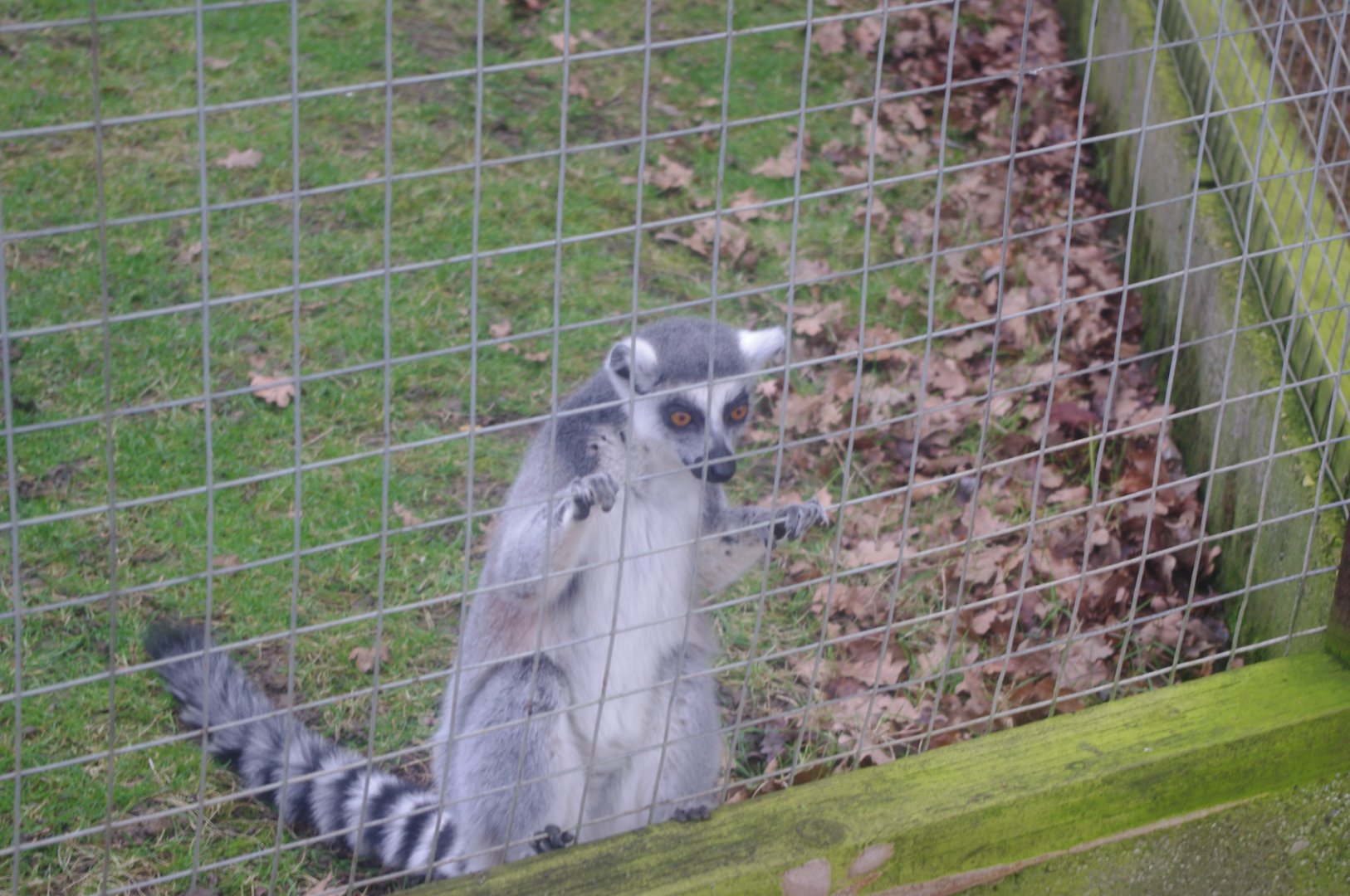Ring-Tailed Lemur- Hamerton Zoo Park 6/3/2022