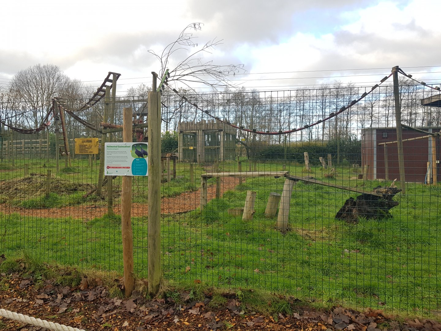 Ring-tailed lemur & Helmeted guineafowl enclosure