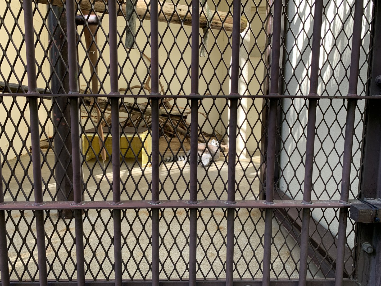 Ring-tailed Lemur (Himeji City Zoo)