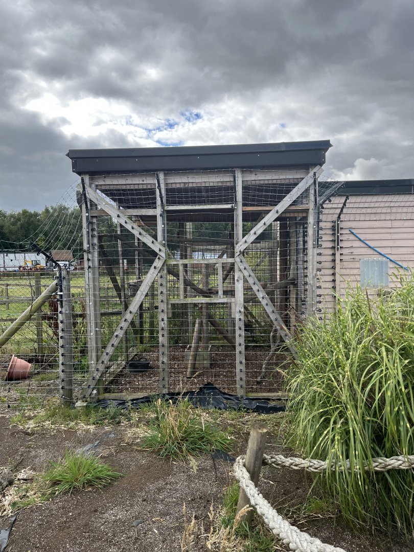 Ring-tailed lemur holding cage 1.9.25