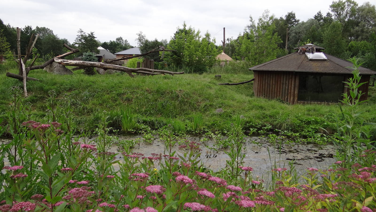 Ring-tailed Lemur house and island