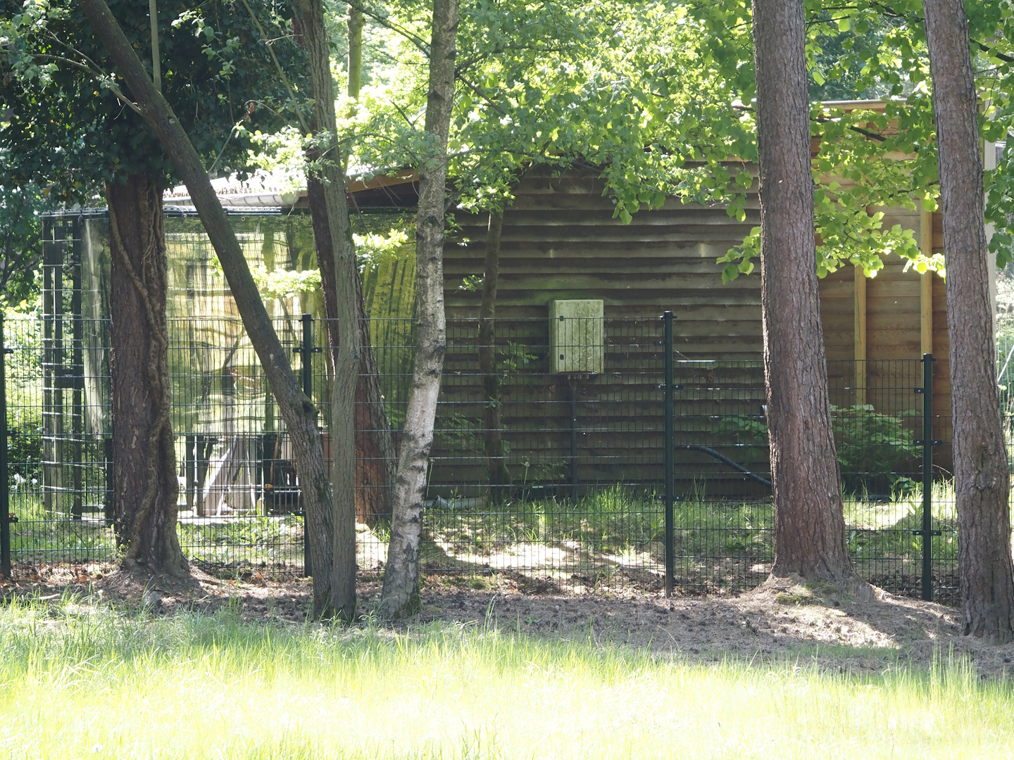 Ring-tailed lemur house and off-show cage, 2025-04-30