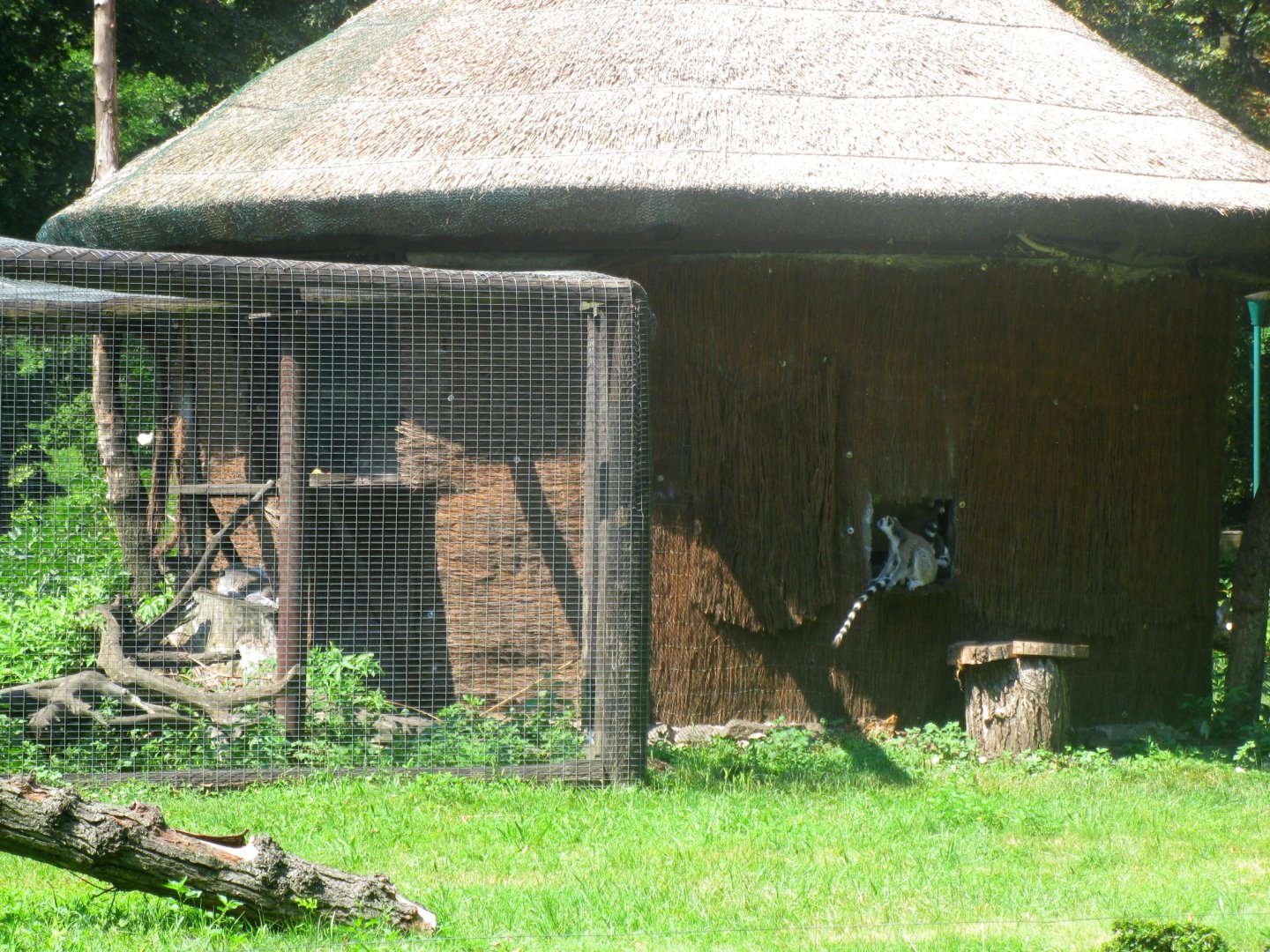 Ring-tailed Lemur house and part enclosure - 08.2013