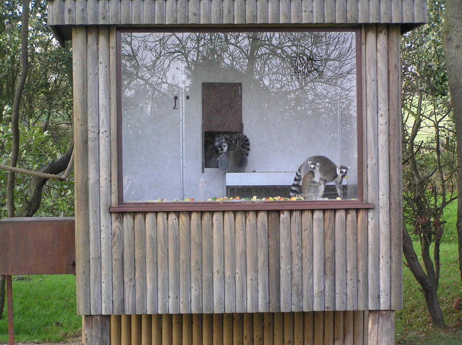 Ring-tailed lemur hut - Africa Alive 05