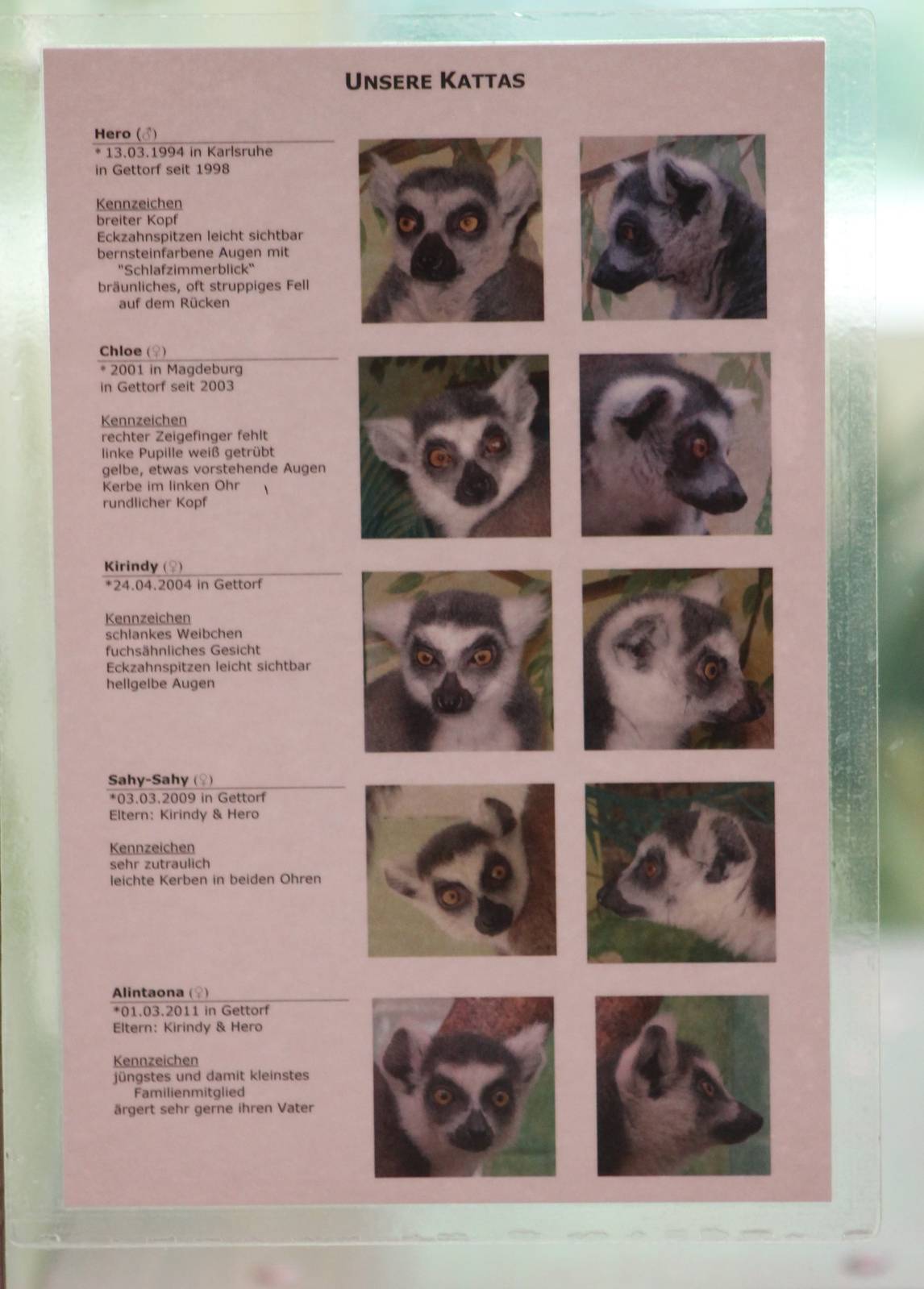 Ring-tailed lemur identity card