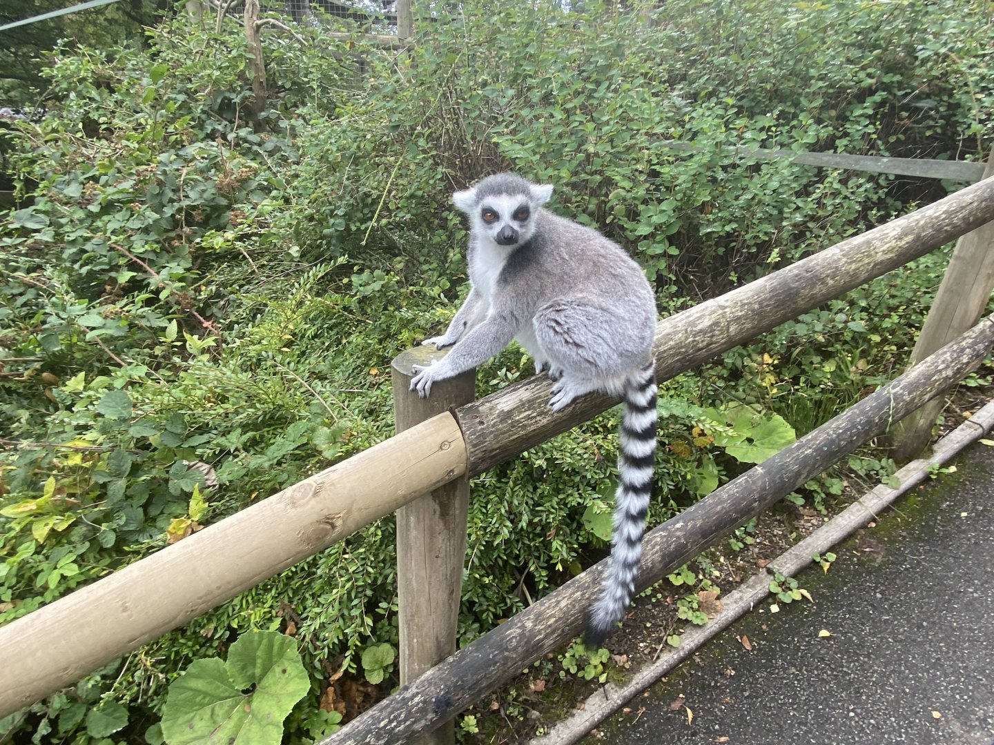 Ring tailed lemur image 1