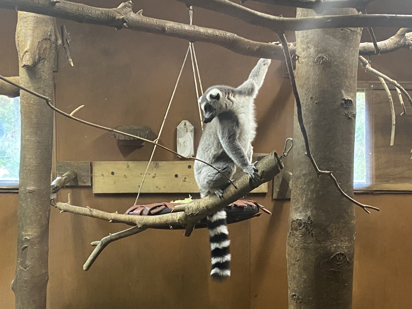 Ring-tailed lemur image 1