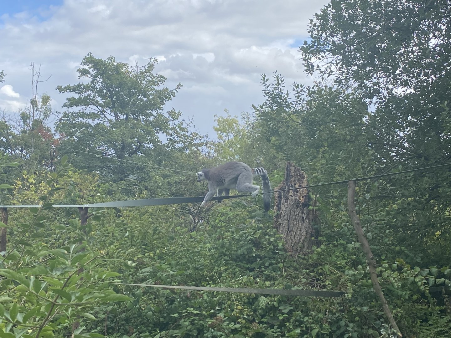 Ring tailed lemur image 2