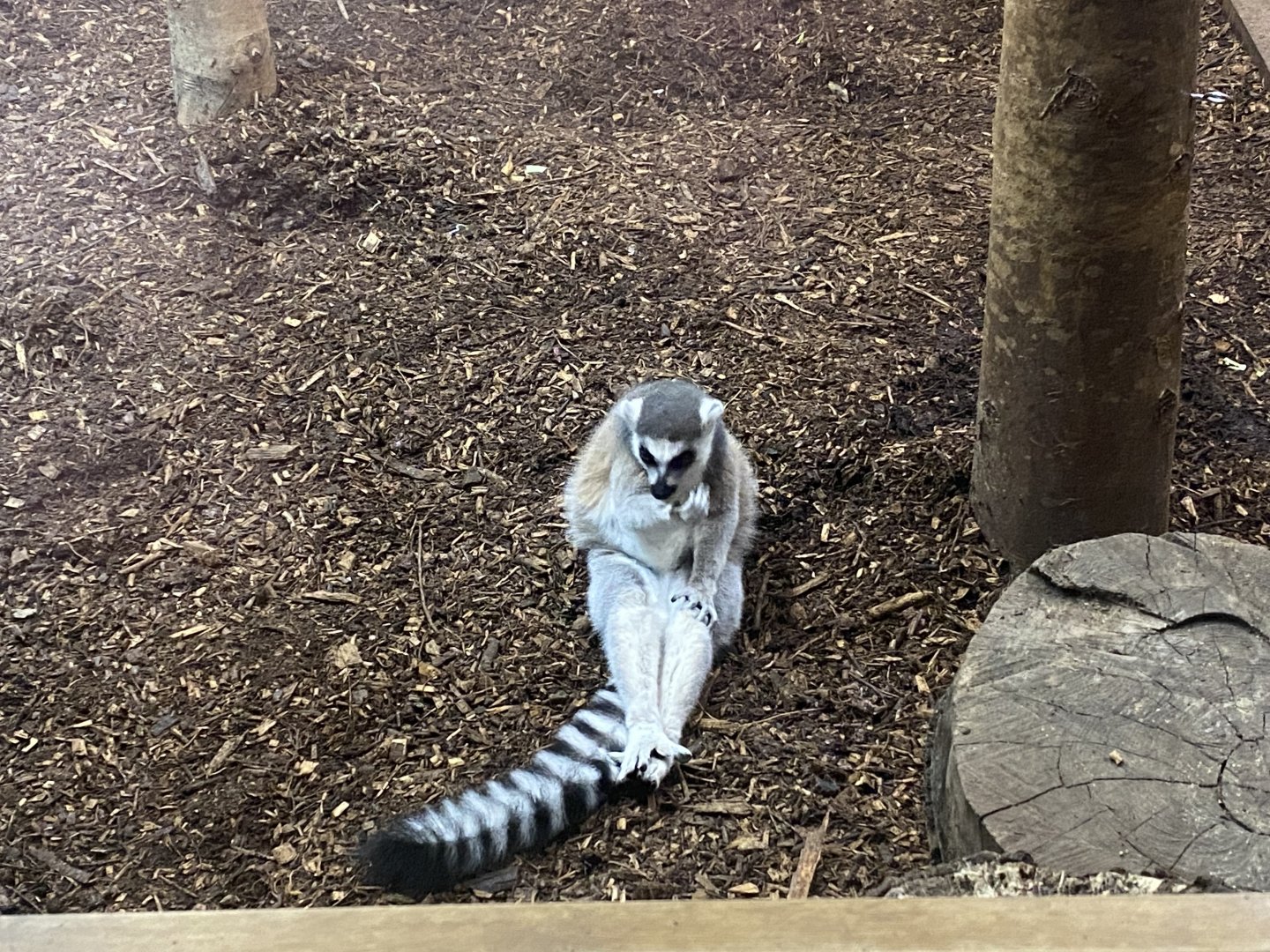 Ring-tailed lemur image 2
