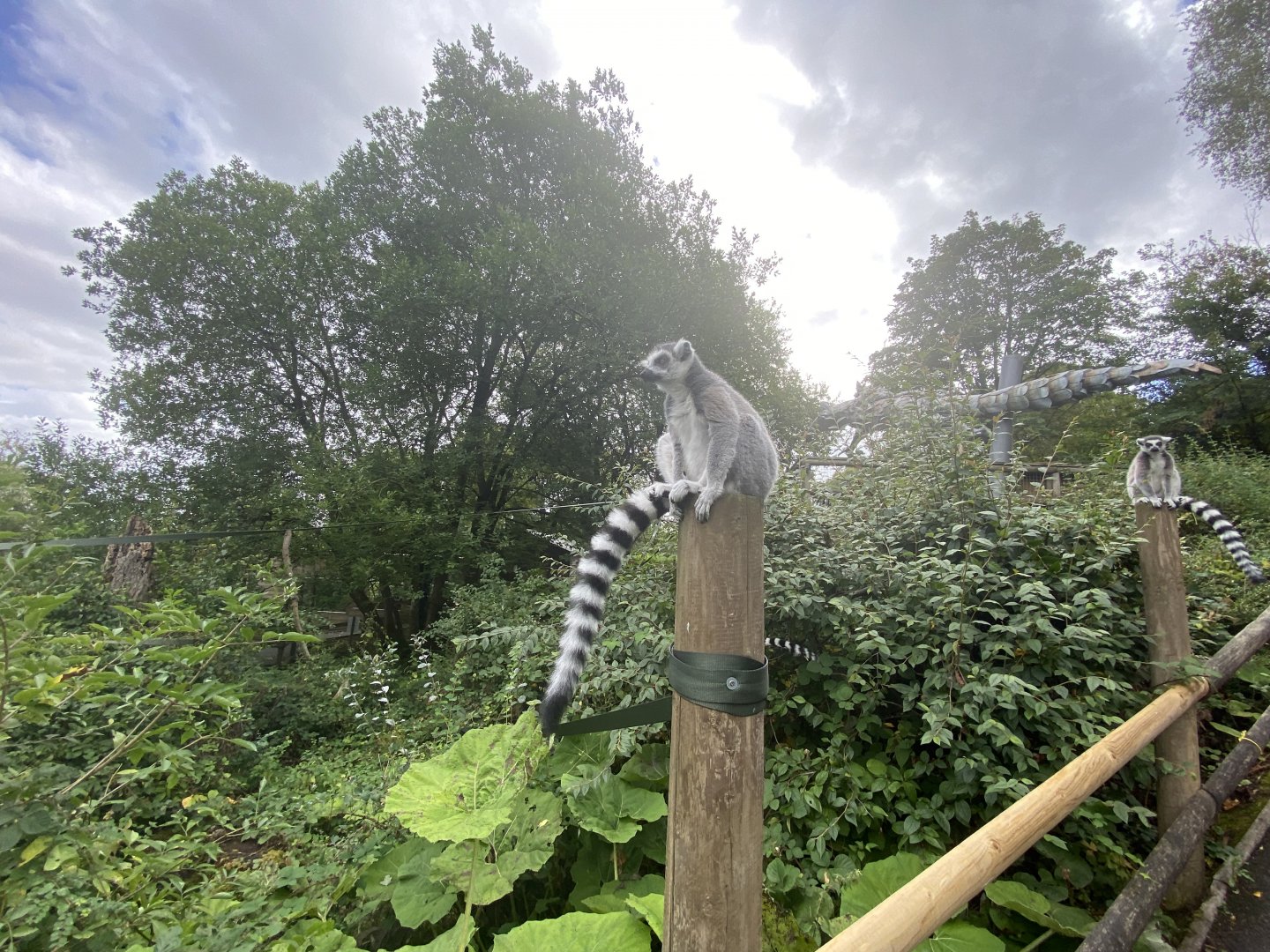Ring tailed lemur image 3
