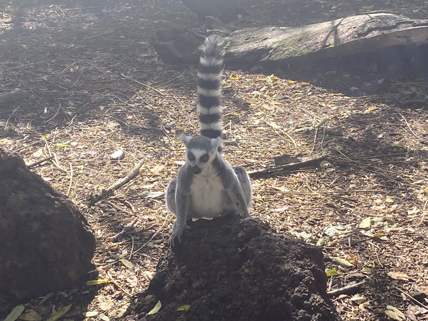 Ring-tailed lemur image 3