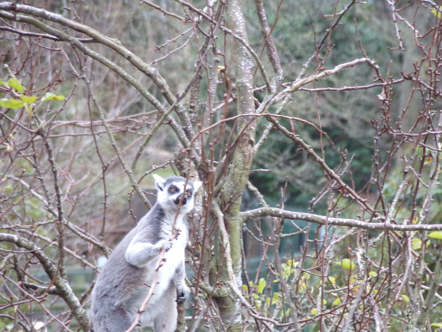 Ring-tailed lemur in a tree 26.2.23