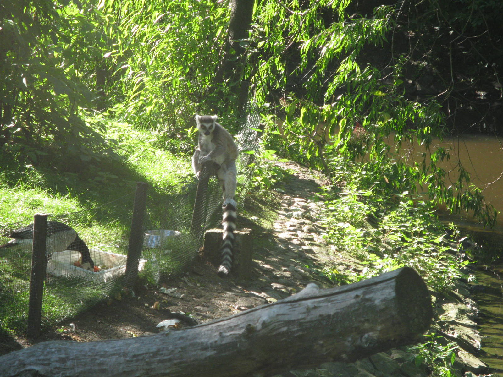 Ring-tailed lemur in fence
