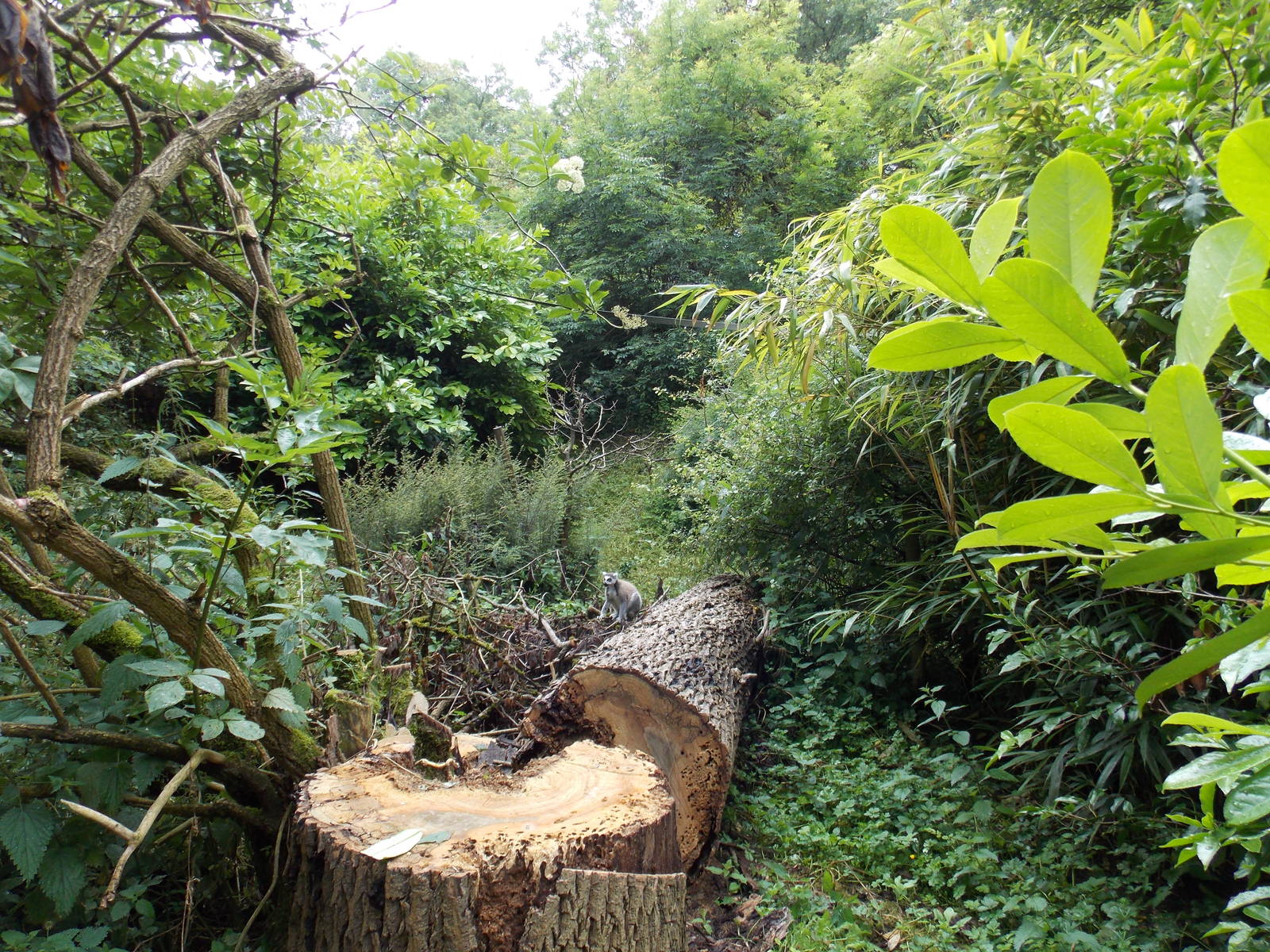 Ring-tailed lemur in lemur walkthrough