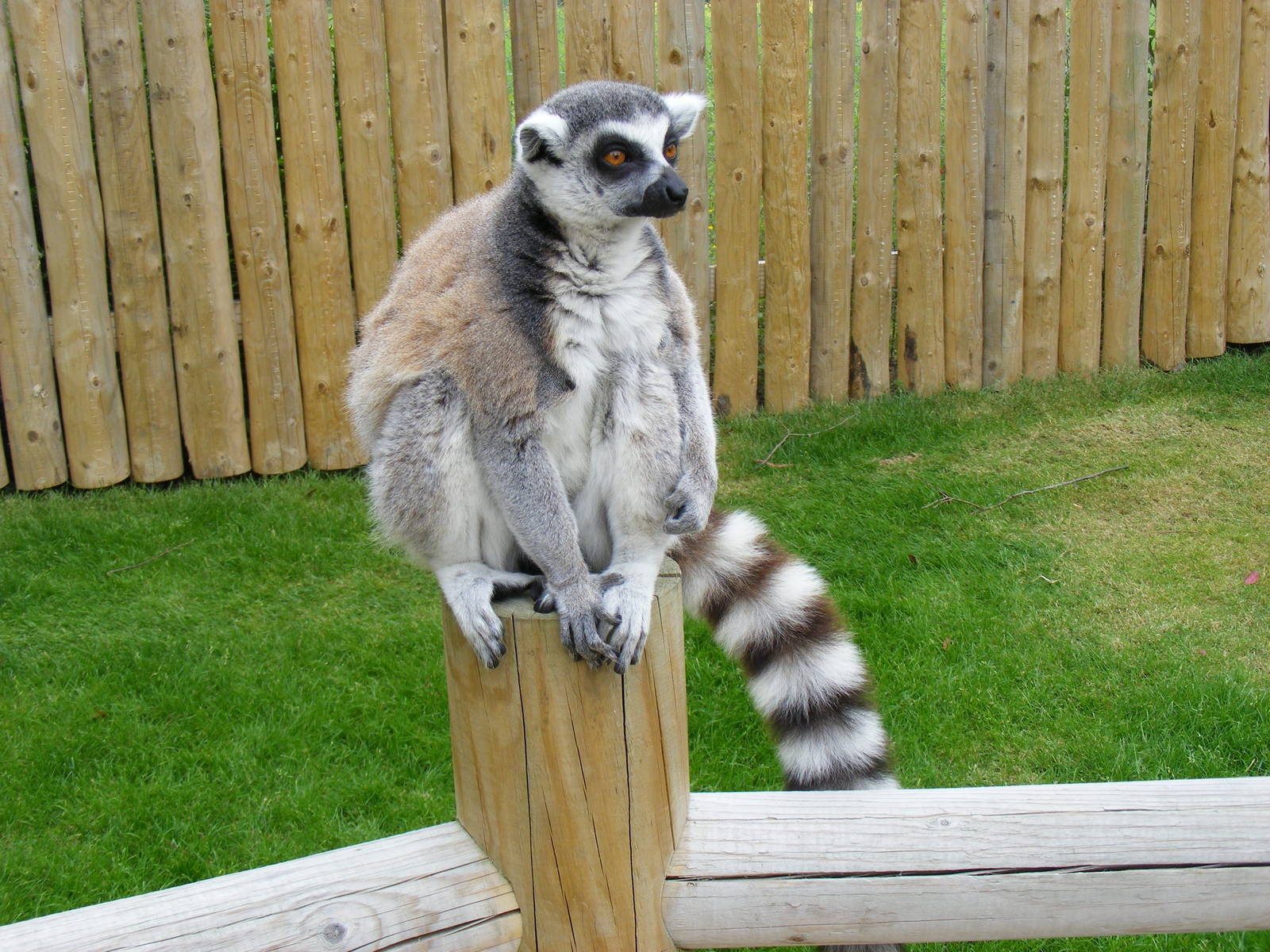 Ring-tailed lemur in Lemurland exhibit at Drusillas Park, 23 May 2009