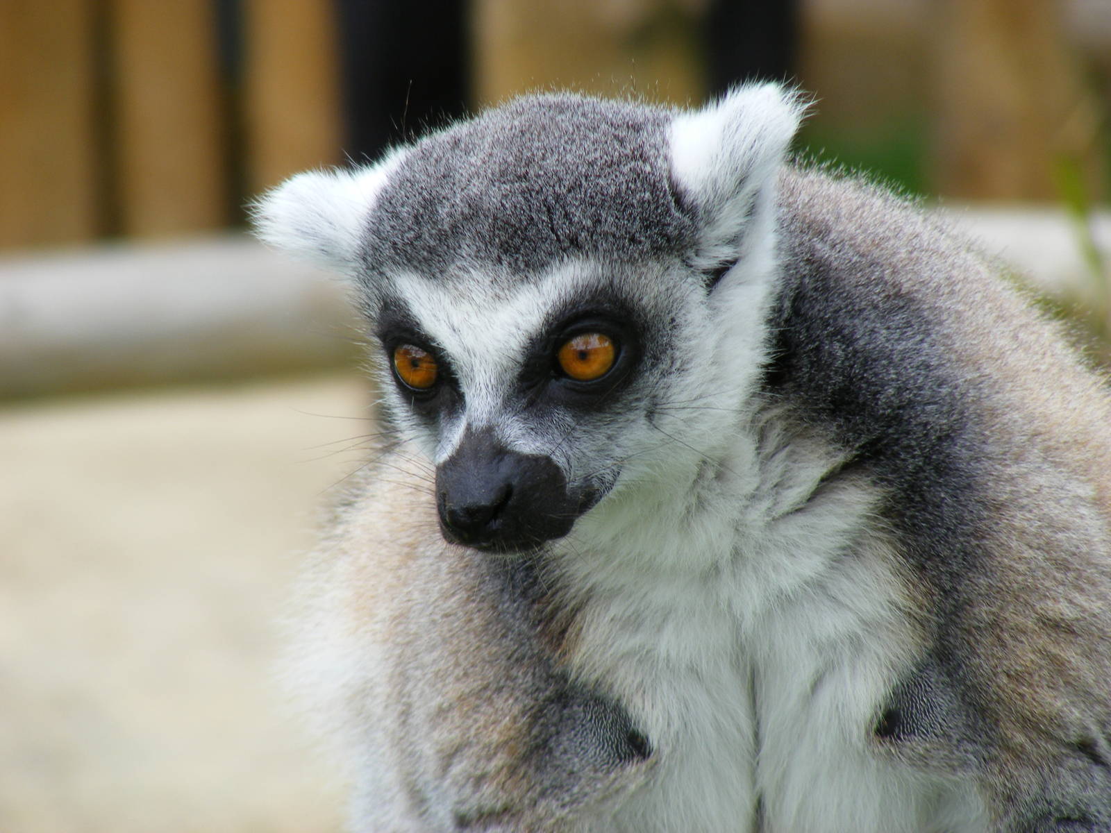 Ring-tailed lemur in Lemurland exhibit at Drusillas Park, 23 May 2009