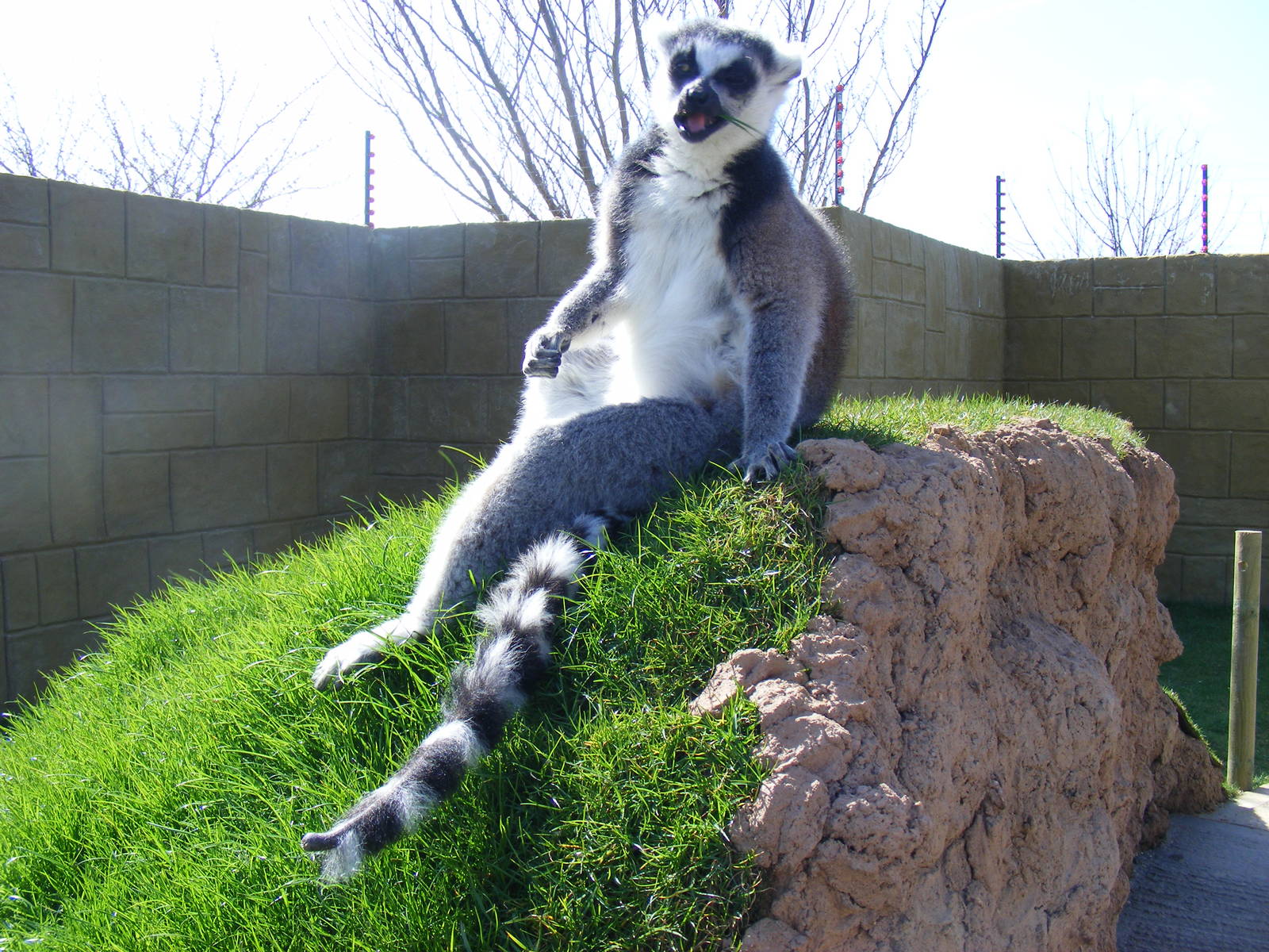 Ring-tailed lemur in new walkthrough at Amazon World, 5 April 2010
