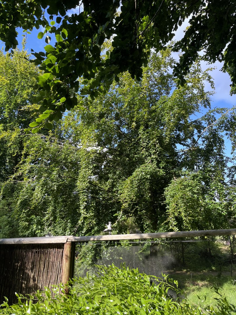 Ring-tailed lemur in tree 17.7.24