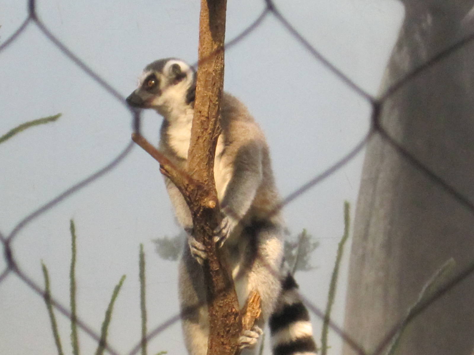 Ring-Tailed Lemur In Tree