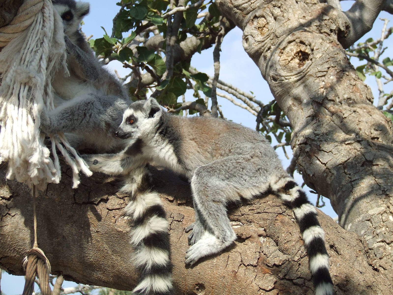 Ring-tailed lemur in walk-through enclosure