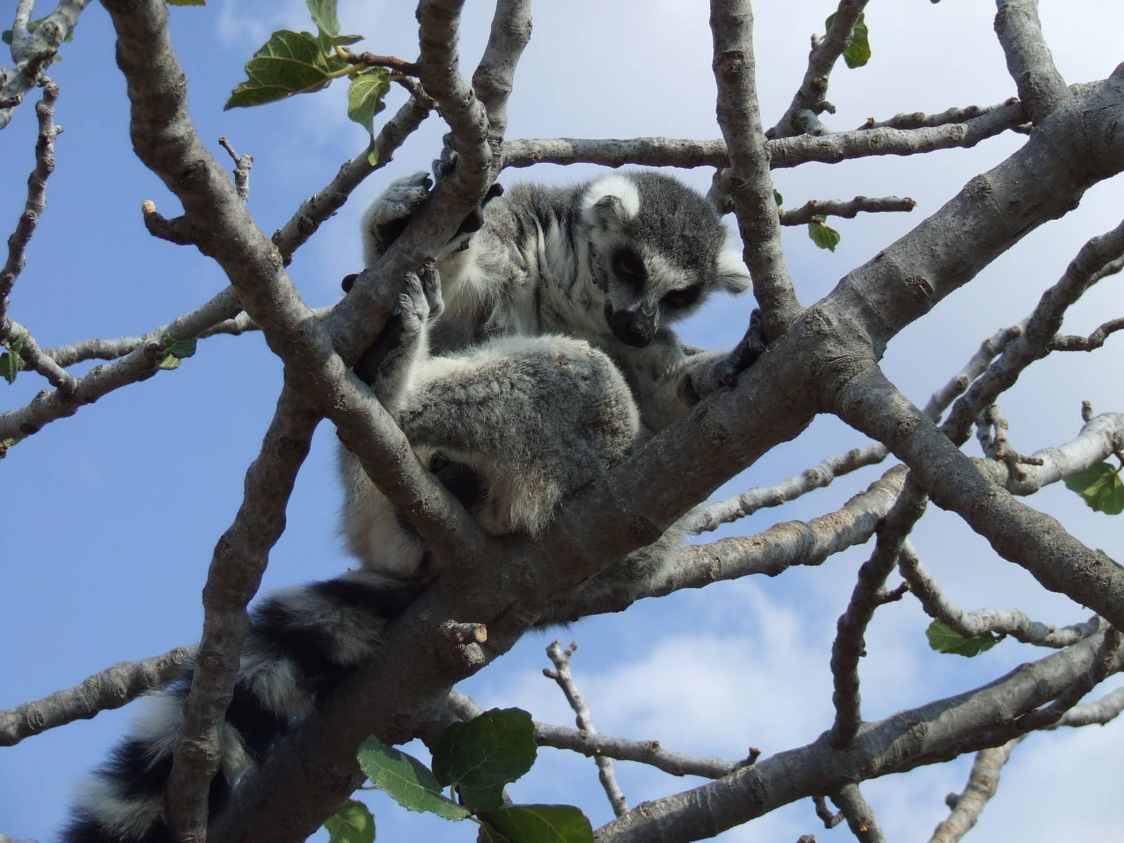 Ring-tailed lemur in walk-through enclosure
