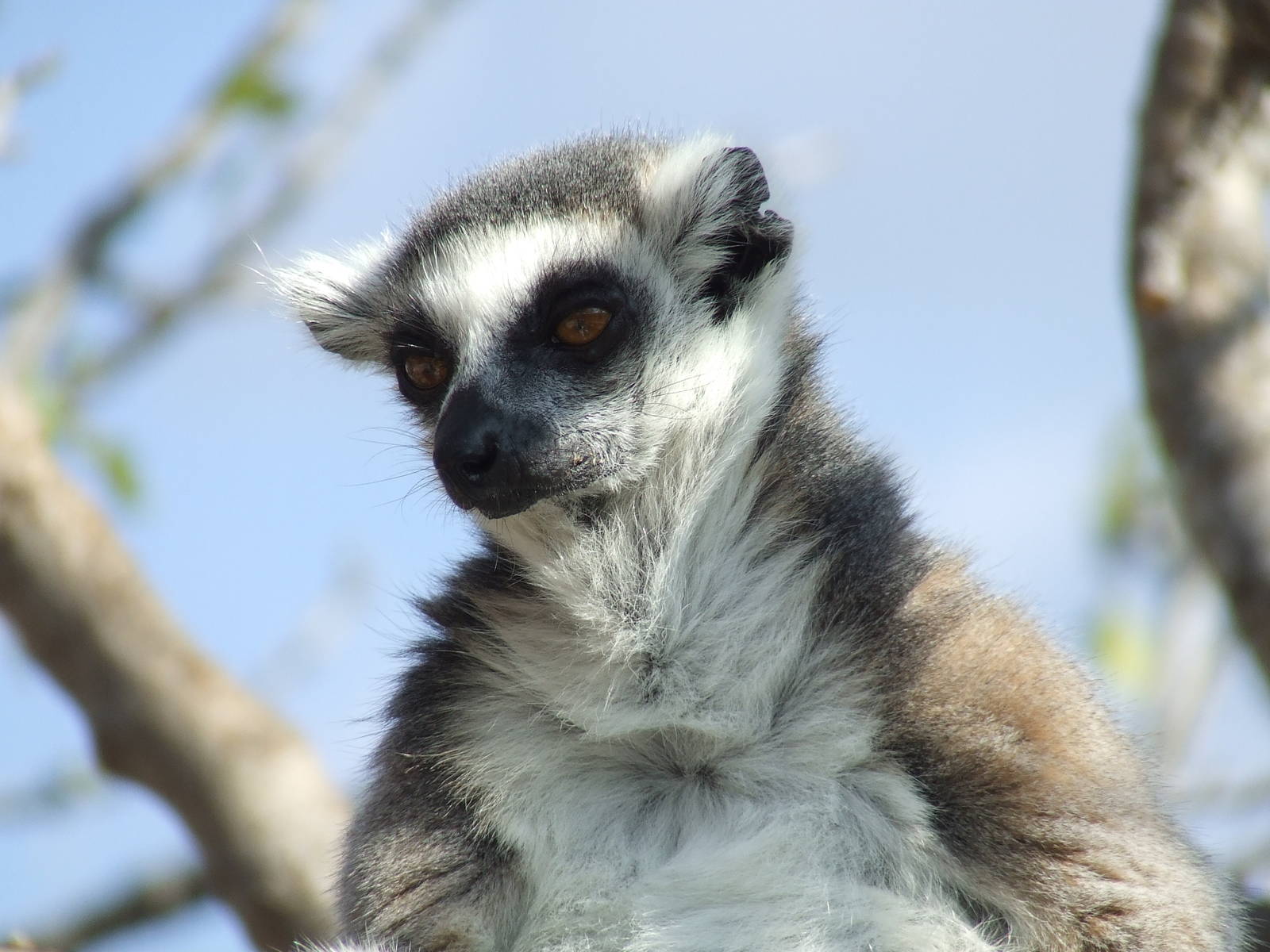 Ring-tailed lemur in walk-through enclosure