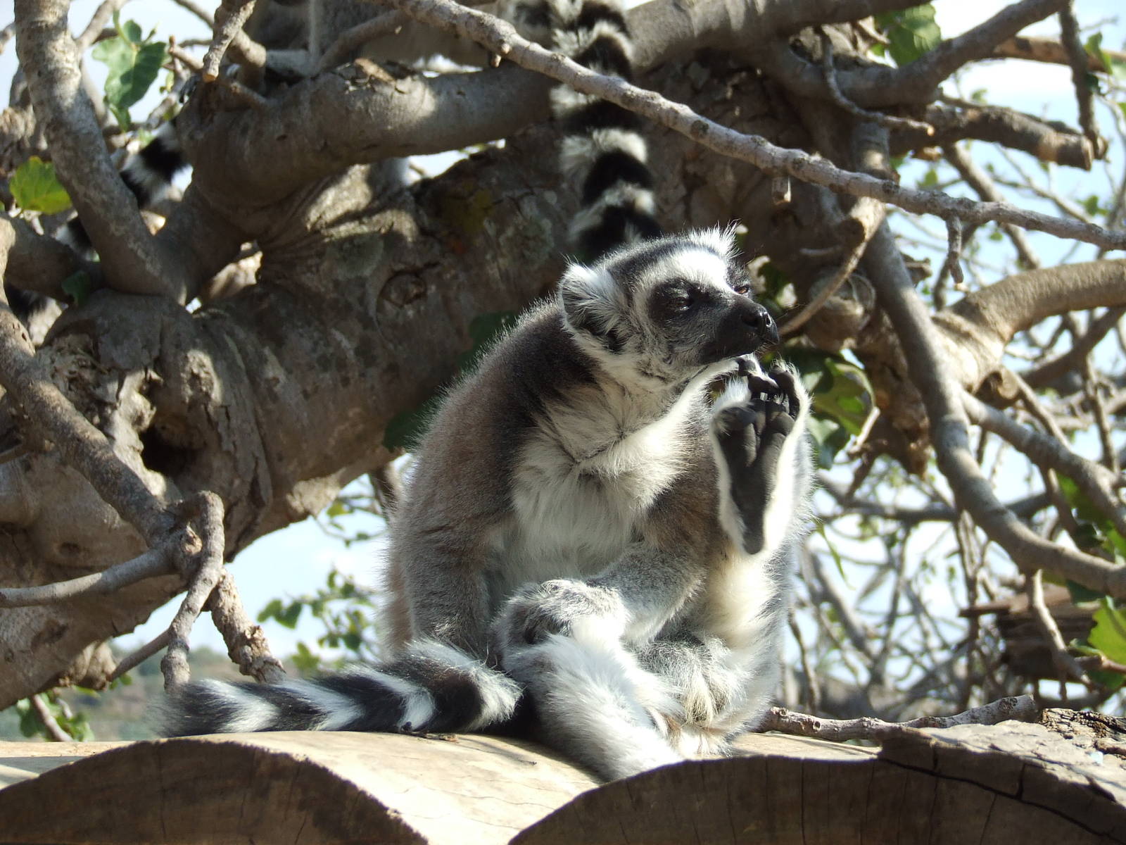 Ring-tailed lemur in walk-through enclosure
