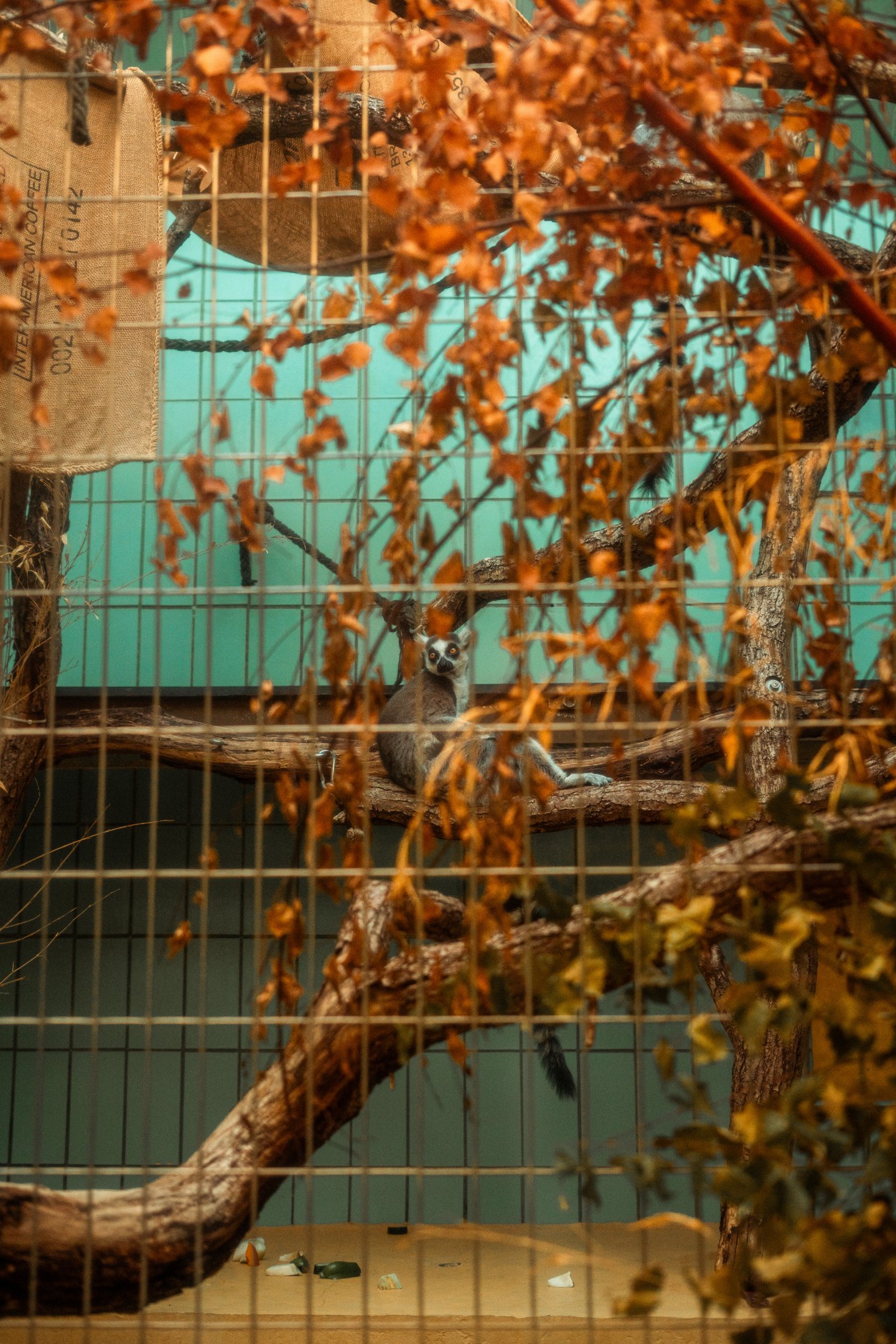 Ring tailed lemur indoor cage
