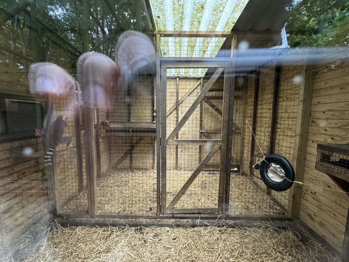 Ring-tailed Lemur Indoor Enclosure at Bridlington Animal Park (July 2024)