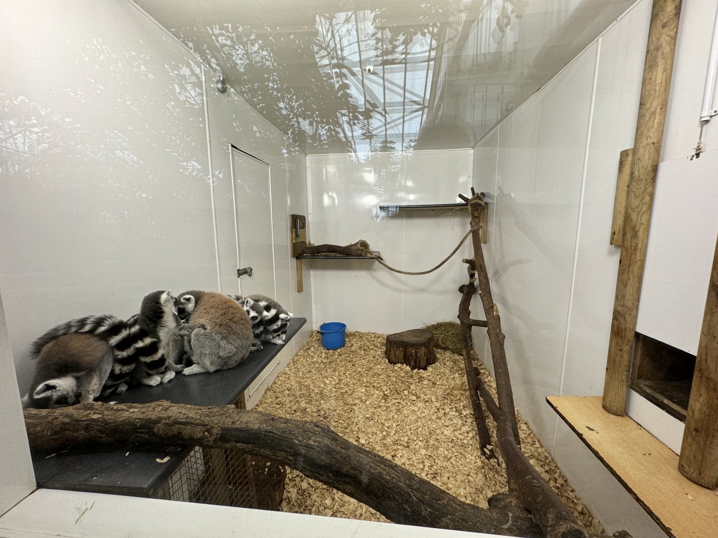 Ring-tailed Lemur Indoor Enclosure at Woodside Wildlife Park (May 2024)