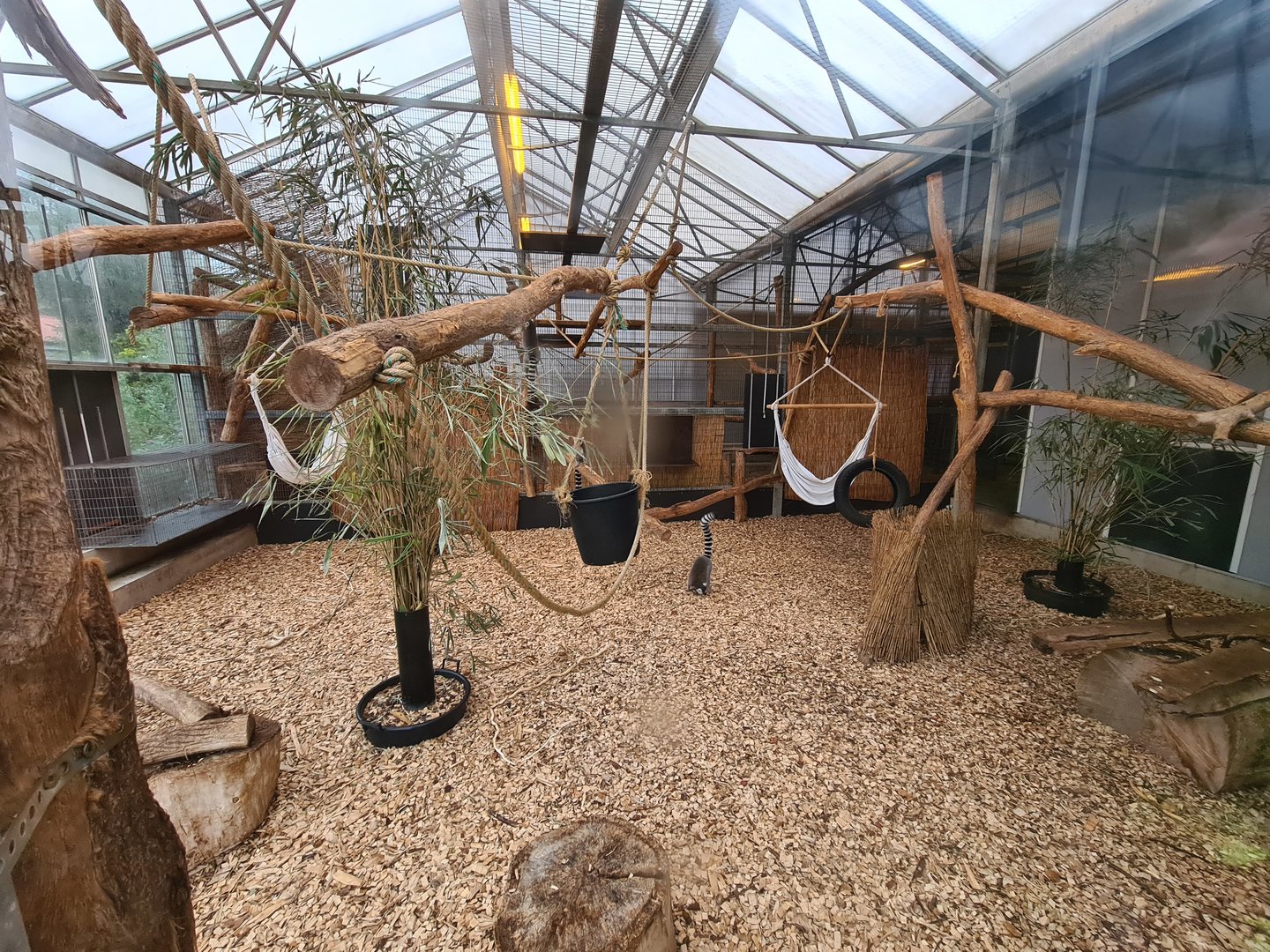 Ring-tailed lemur indoor enclosure in Lemur kingdom