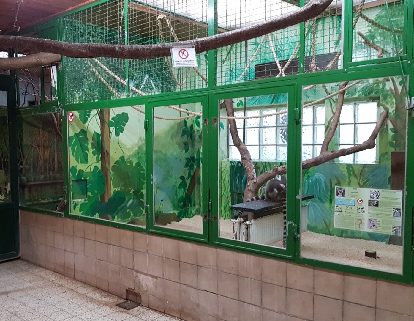 Ring-tailed lemur-indoor enclosure