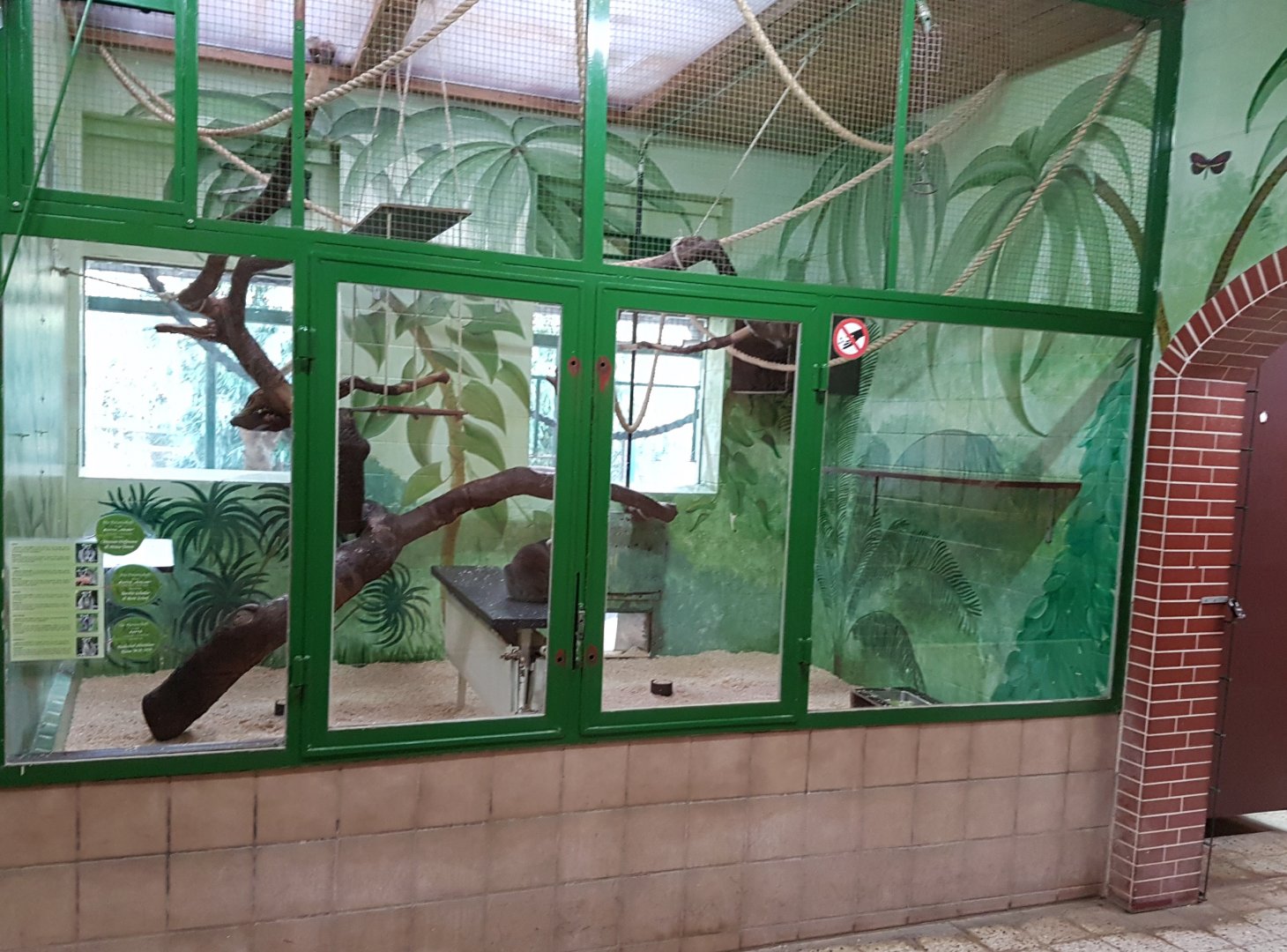 Ring-tailed lemur indoor-enclosure