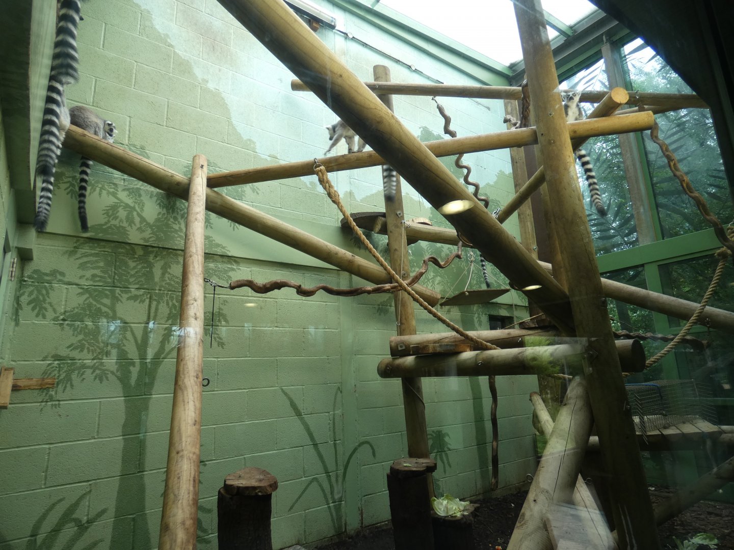 Ring-tailed Lemur indoor enclosure