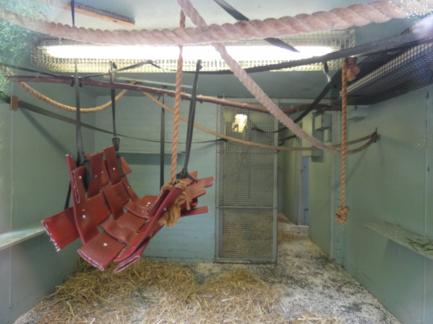 Ring-tailed lemur indoor enclosure