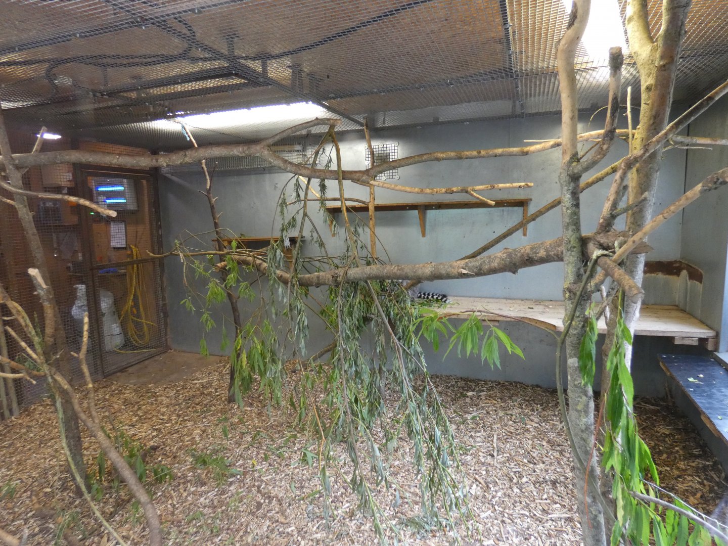 Ring-tailed lemur indoor enclosure