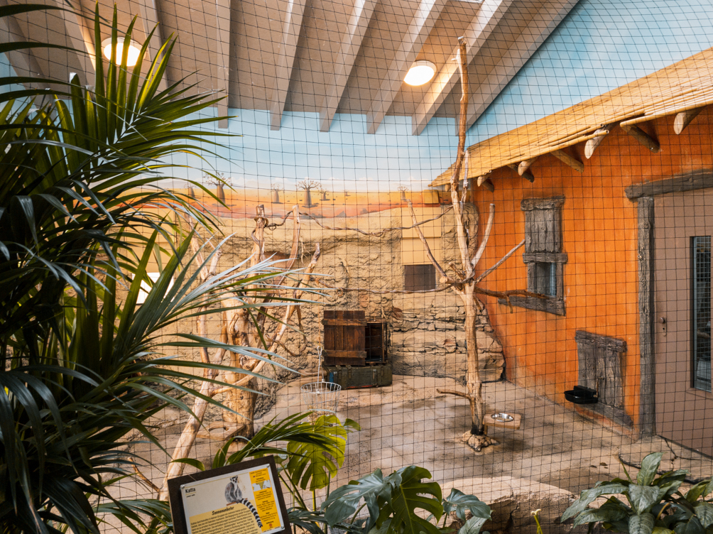 Ring-Tailed Lemur indoor enclosure