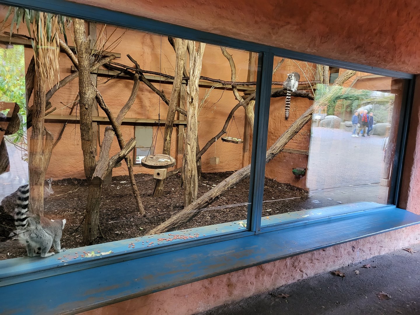 Ring-tailed lemur indoor-enclosure