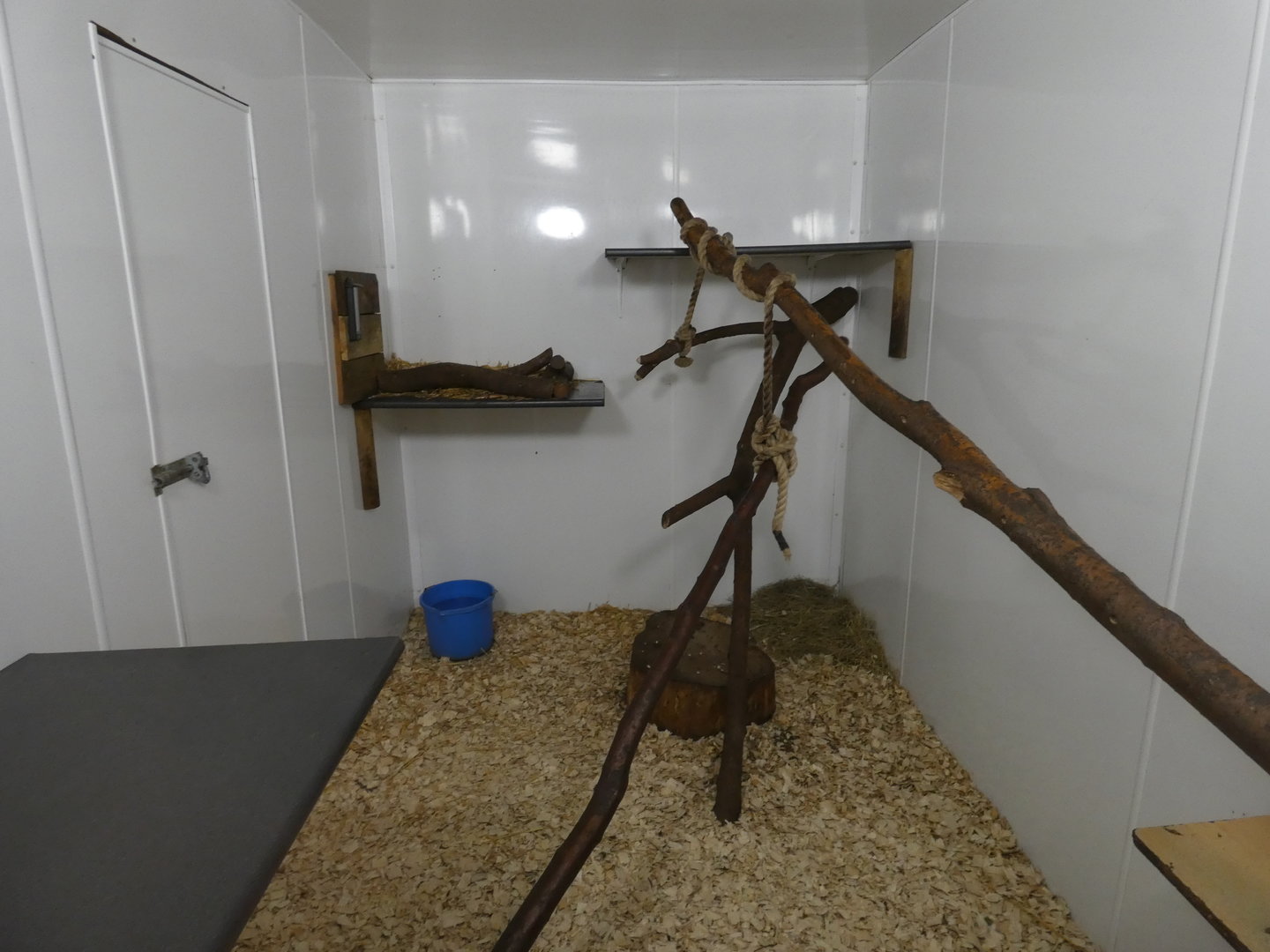 Ring-tailed lemur indoor enclosure