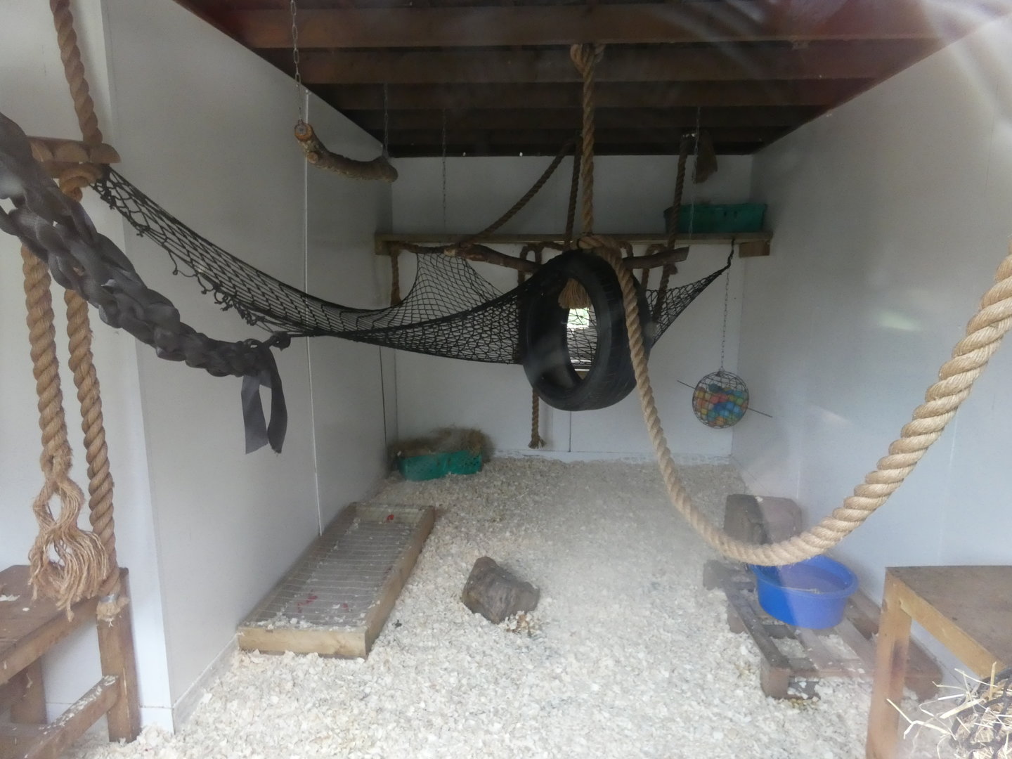 Ring-tailed lemur indoor enclosure