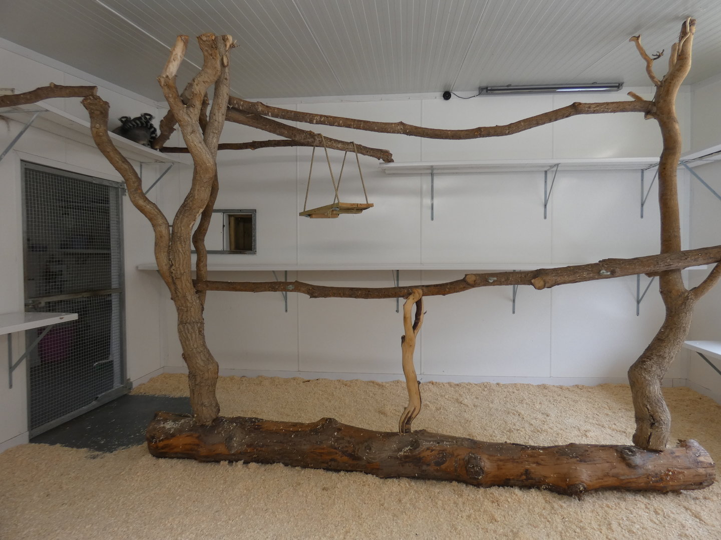 Ring-tailed lemur indoor enclosure