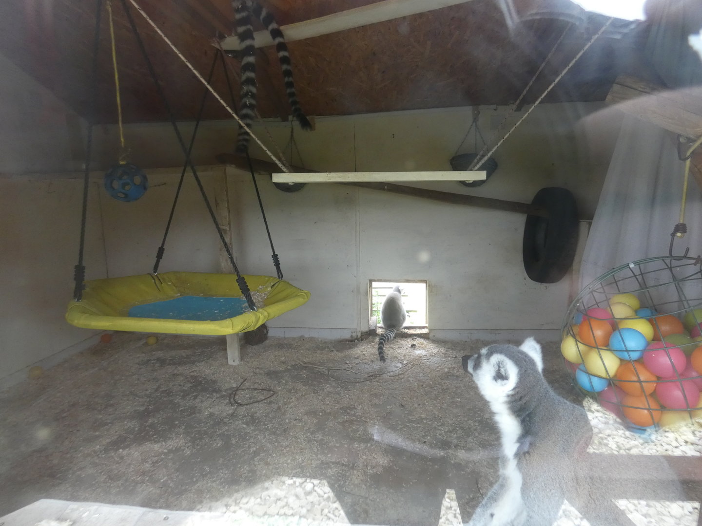 Ring-tailed lemur indoor enclosure